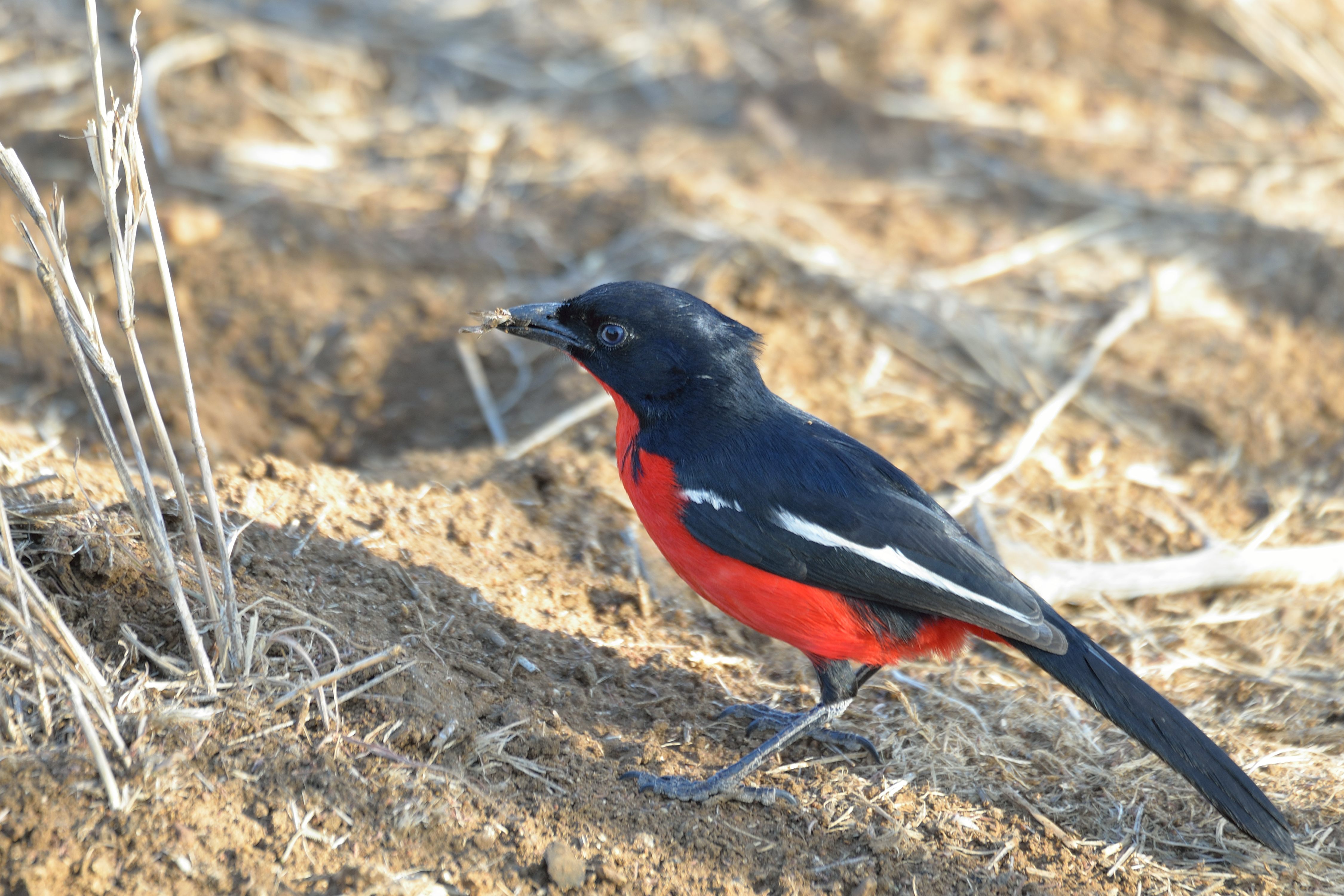 Gonolek rouge et noir (Crimson-breasted shrike, Laniarius atrococcineus) tenant dans son bec un hyménoptère qu'il vient de capturer, Onguma Nature Reserve, Etosha